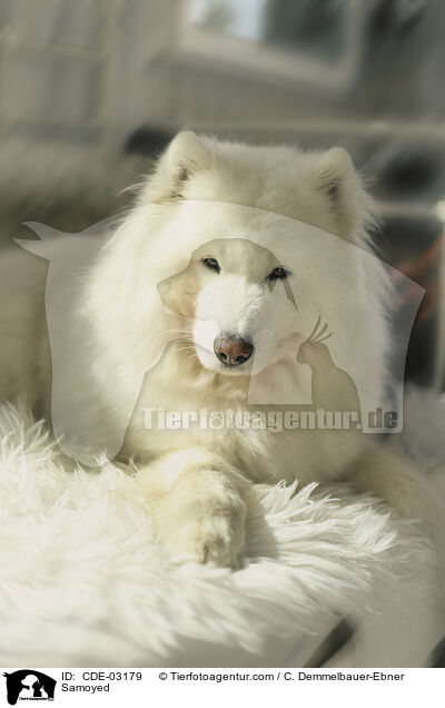 Samojede / Samoyed / CDE-03179