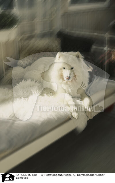 Samojede / Samoyed / CDE-03180