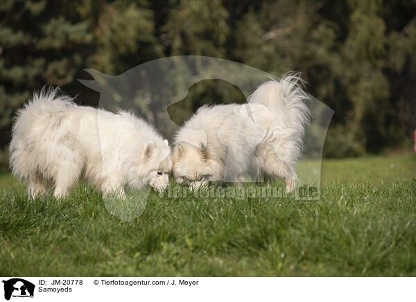 Samojeden / Samoyeds / JM-20778