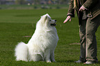 Samoyed