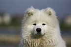 Samoyed Portrait