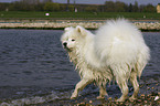 Samoyed