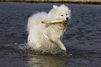 playing Samoyed