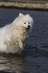 bathing Samoyed