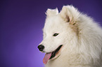 Samoyed portrait