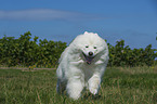 running Samoyed