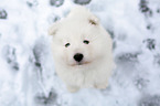 Samoyed puppy