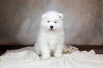 Samoyed puppy