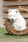 Samoyed Puppy in a basket