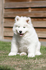 sitting Samoyed