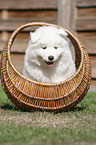 Samoyed Puppy in a basket