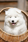 Samoyed Puppy in a basket