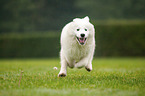 running Samoyed