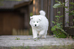 Samoyed puppy