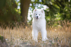 young Samoyed