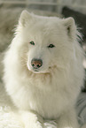 Samoyed