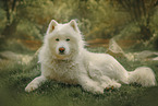 Samoyed