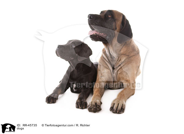 Hunde / dogs / RR-45735