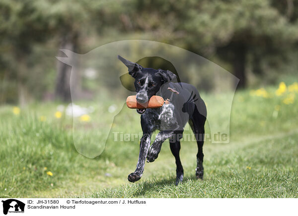 Europischer Schlittenhund / Scandinavian Hound / JH-31580