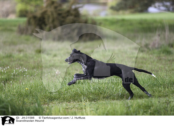 Europischer Schlittenhund / Scandinavian Hound / JH-31586