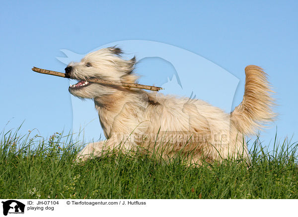 spielender Schafpudel / playing dog / JH-07104