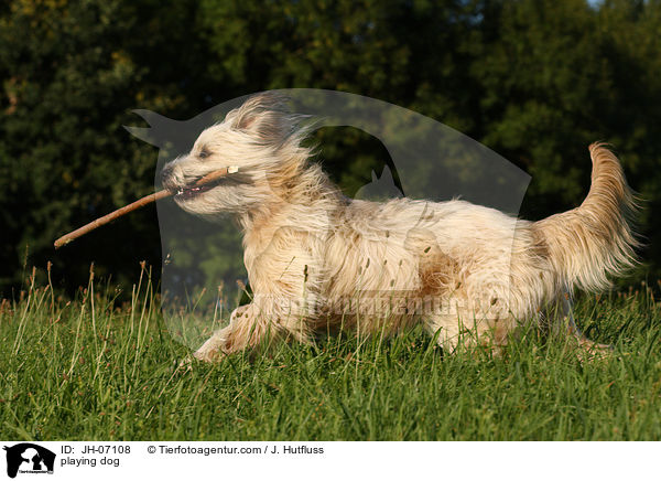 spielender Schafpudel / playing dog / JH-07108