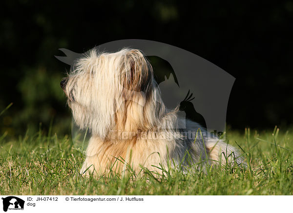 Schafpudel / dog / JH-07412