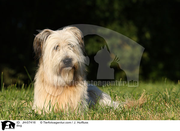 Schafpudel / dog / JH-07416