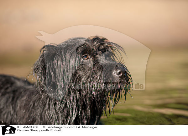 Schafpudel Portrait / German Sheeppoodle Portrait / AM-04756