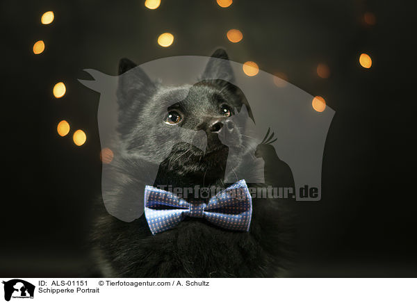 Schipperke Portrait / Schipperke Portrait / ALS-01151