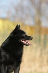 Schipperke Portrait