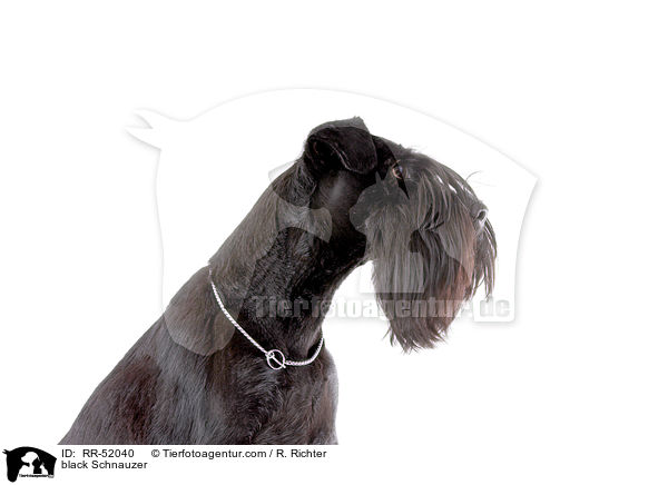 schwarzer Mittelschnauzer / black Schnauzer / RR-52040