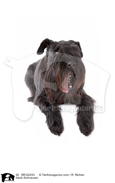 schwarzer Mittelschnauzer / black Schnauzer / RR-52043