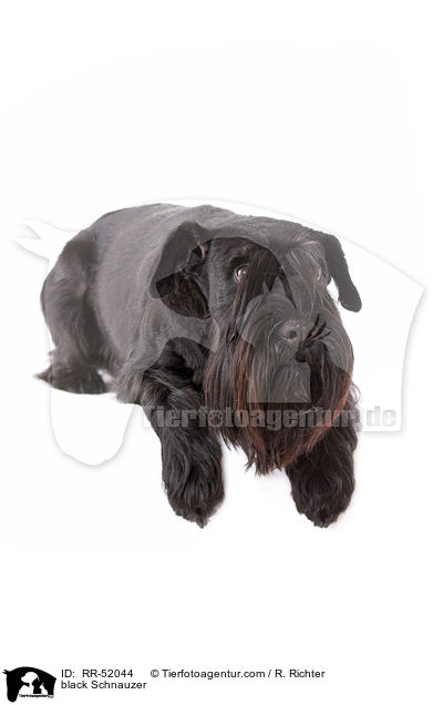 black Schnauzer / RR-52044