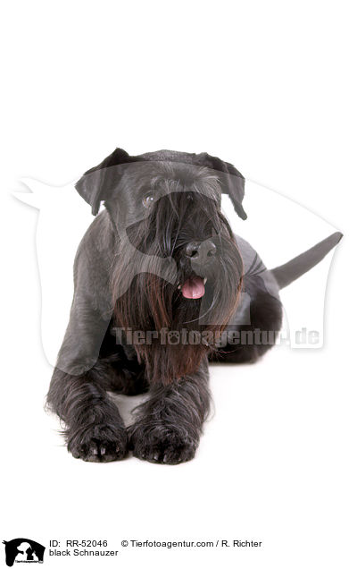 schwarzer Mittelschnauzer / black Schnauzer / RR-52046