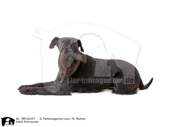 schwarzer Mittelschnauzer / black Schnauzer / RR-52047