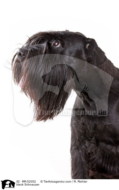 schwarzer Mittelschnauzer / black Schnauzer / RR-52052