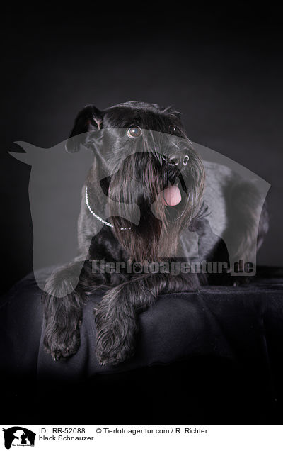 schwarzer Mittelschnauzer / black Schnauzer / RR-52088