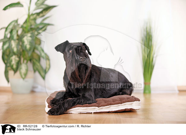 schwarzer Mittelschnauzer / black Schnauzer / RR-52128