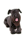 black Schnauzer