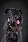 black Schnauzer