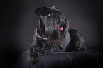 black Schnauzer