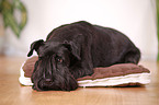 black Schnauzer