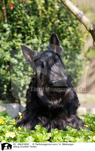 sitzender Scottish Terrier / sitting Scottish Terrier / AM-03906