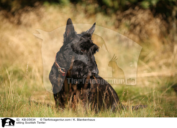 sitzender Scottish Terrier / sitting Scottish Terrier / KB-05634