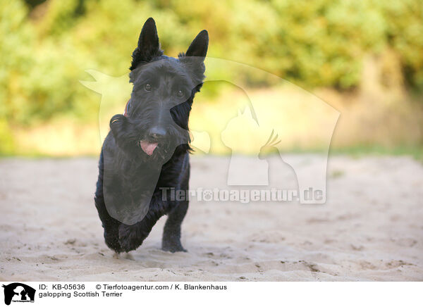 galoppierender Scottish Terrier / galopping Scottish Terrier / KB-05636