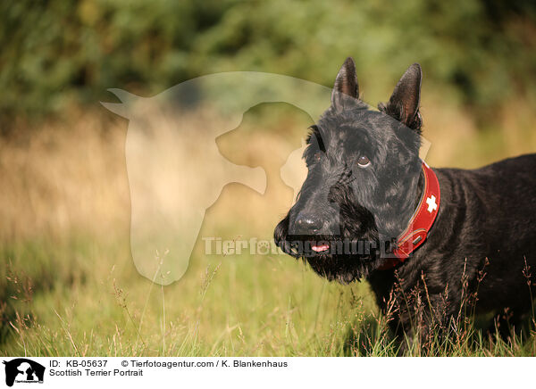 Scottish Terrier Portrait / Scottish Terrier Portrait / KB-05637