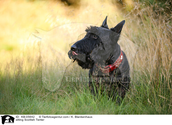 sitzender Scottish Terrier / sitting Scottish Terrier / KB-05642