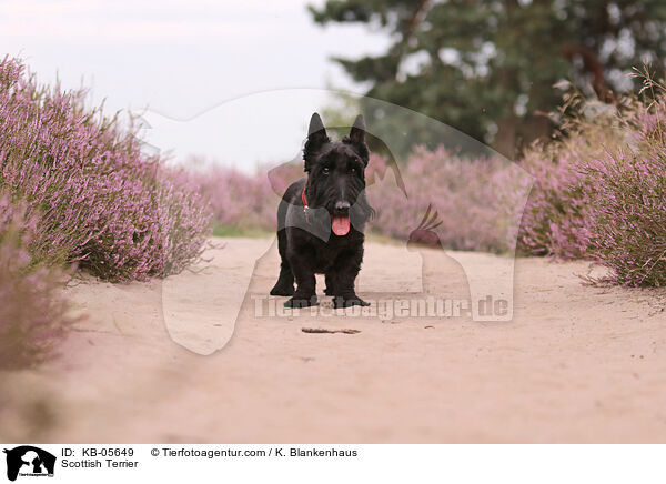 Scottish Terrier / Scottish Terrier / KB-05649
