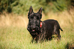 Scottish Terrier